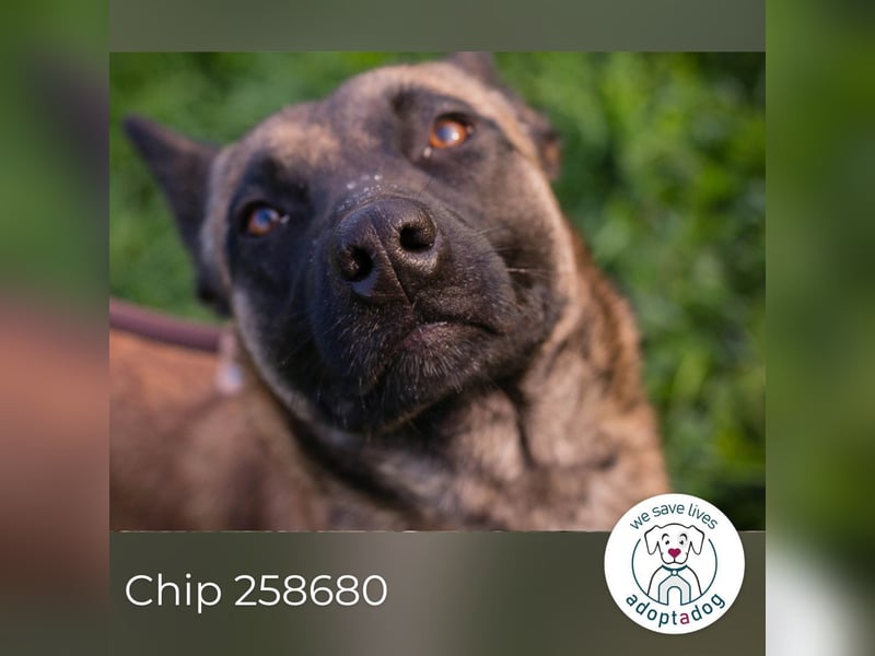 Chip 258680: Sucht ein Zuhause Chip 258680: Sucht ein Zuhause