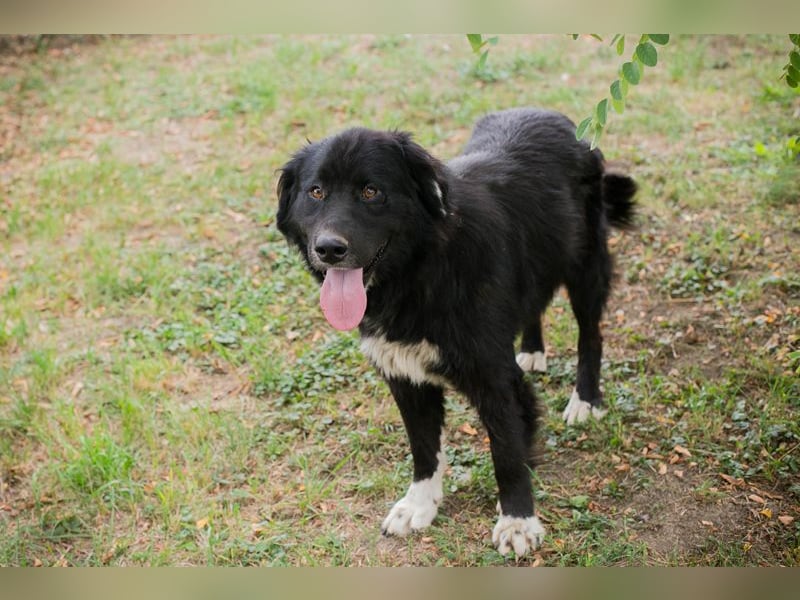 Stoffel: Sucht ein Zuhause