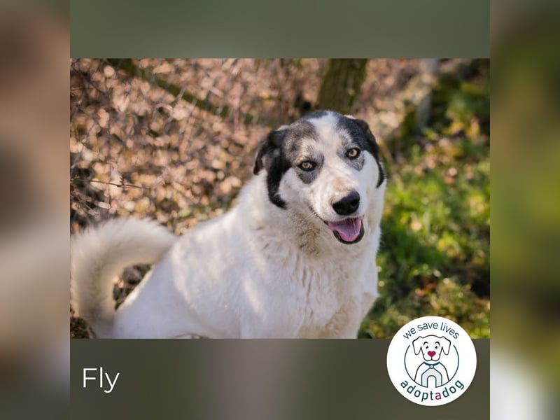 Fly: Wartet sehnsüchtig auf ihr Zuhause