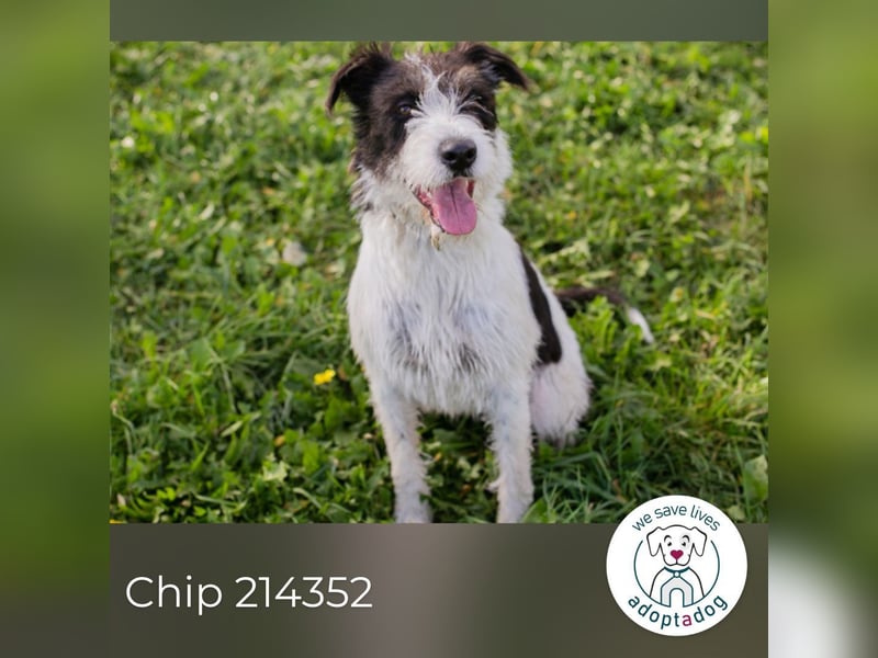 Chip 214352: sucht ein Zuhause