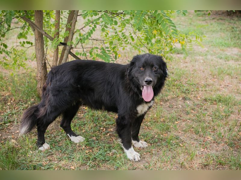 Stoffel: Sucht ein Zuhause