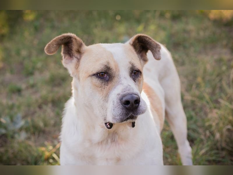 Ace: sanfter Riese sucht ein Zuhause