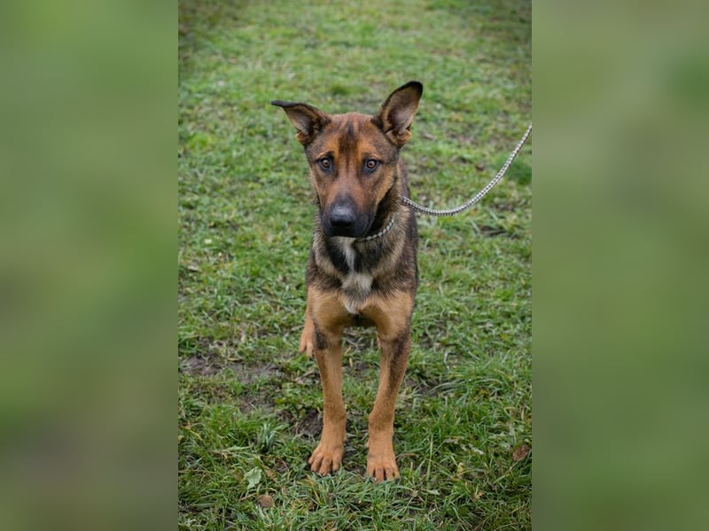 Chip 265644 sucht ein Zuhause