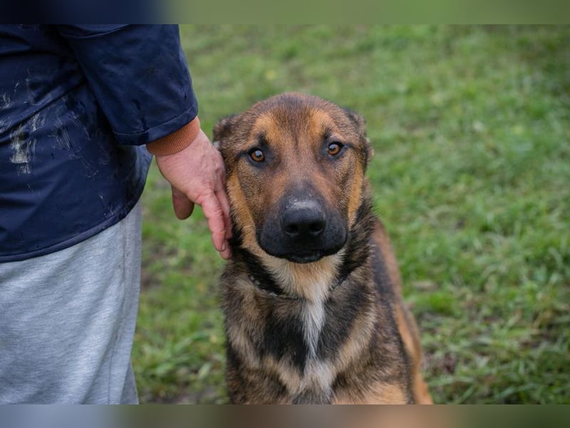 Chip 265644 sucht ein Zuhause