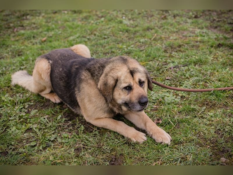 Chip 259420 sucht ein Zuhause