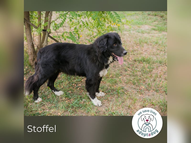 Stoffel: Sucht ein Zuhause