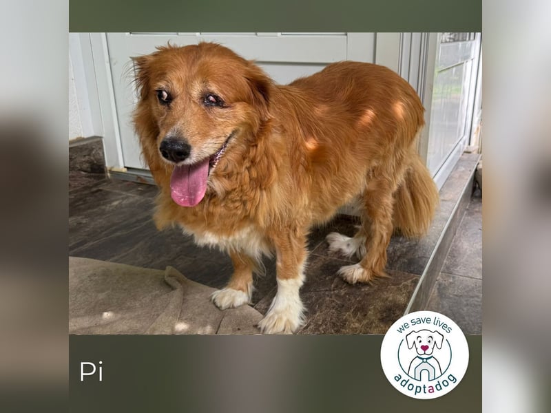 Pi: Liebevolle Seniorin Pi: Liebevolle Seniorin