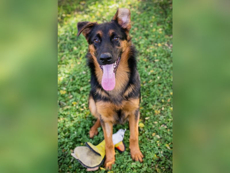 John-Boy: Junghund sucht ein Zuhause