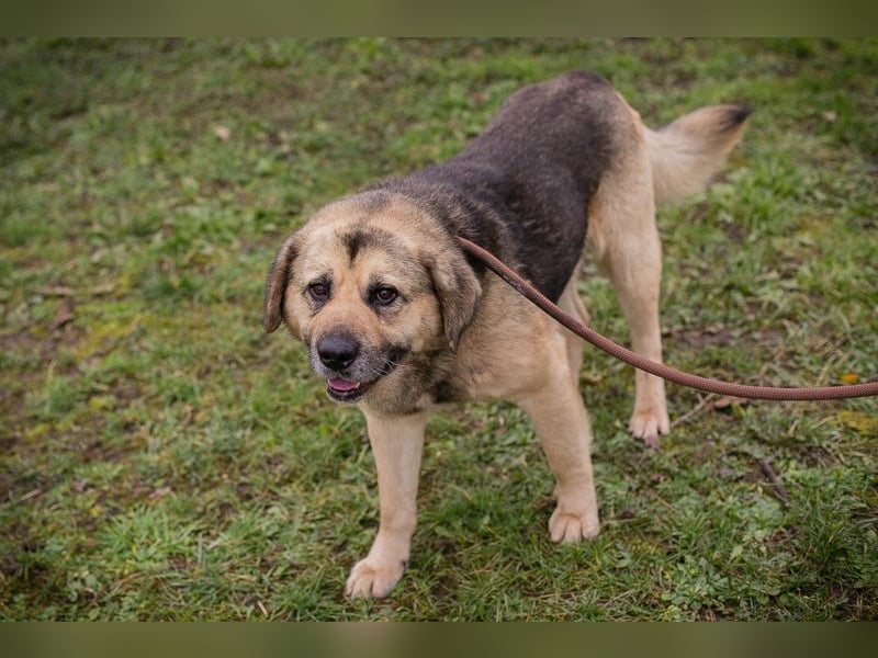 Chip 259420 sucht ein Zuhause