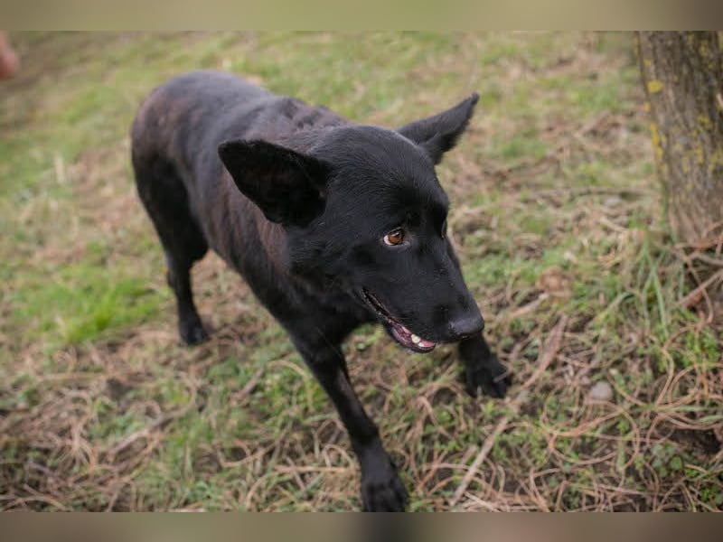 Sonja: Hundemama sucht Zuhause