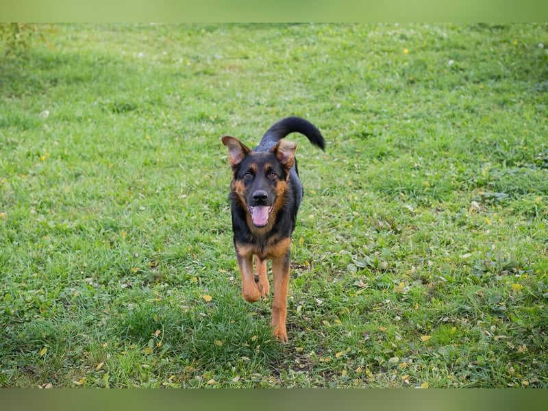 Ein neues Gesicht im Tierheim