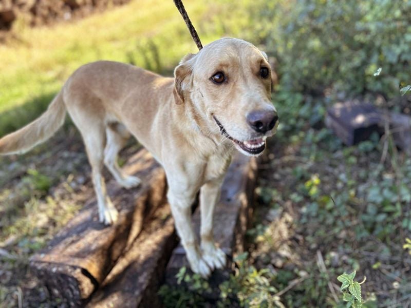 Chip 2152232: Sucht ein Zuhause