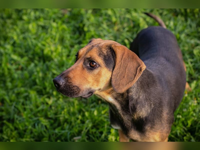 Milena: Sucht ein Zuhause