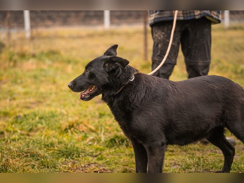 Sonja: Hundemama sucht Zuhause