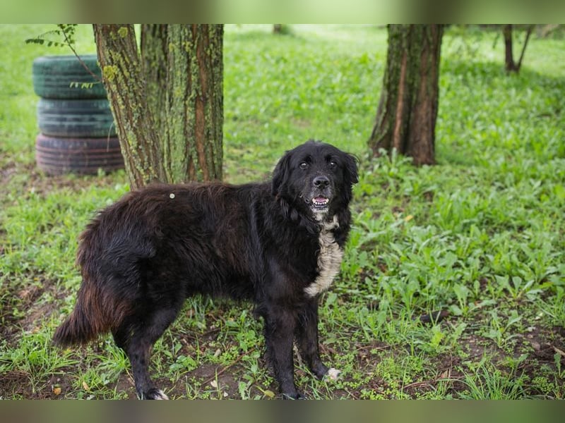 Solon: Tapferer Hundeopa