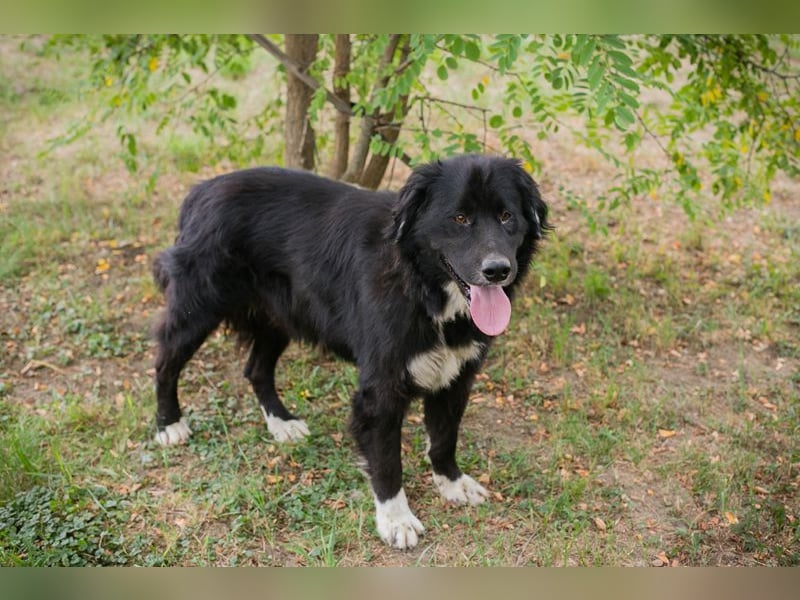 Stoffel: Sucht ein Zuhause