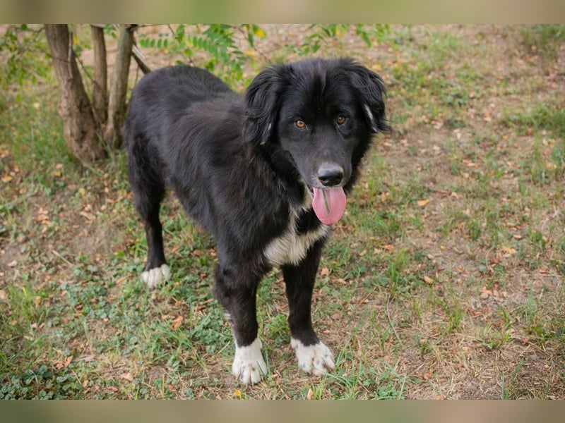 Stoffel: Sucht ein Zuhause