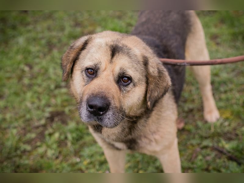 Chip 259420 sucht ein Zuhause