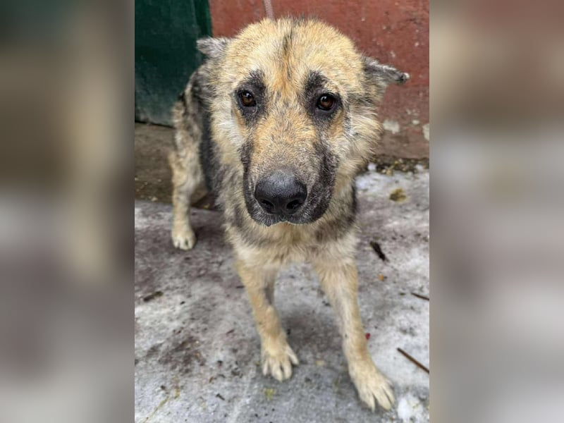 Iris sucht ein Zuhause