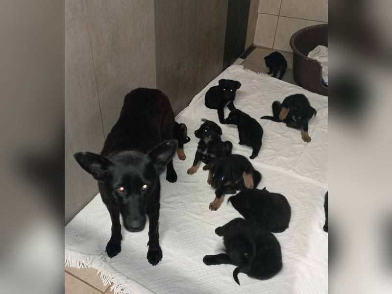 Sonja: Hundemama sucht Zuhause