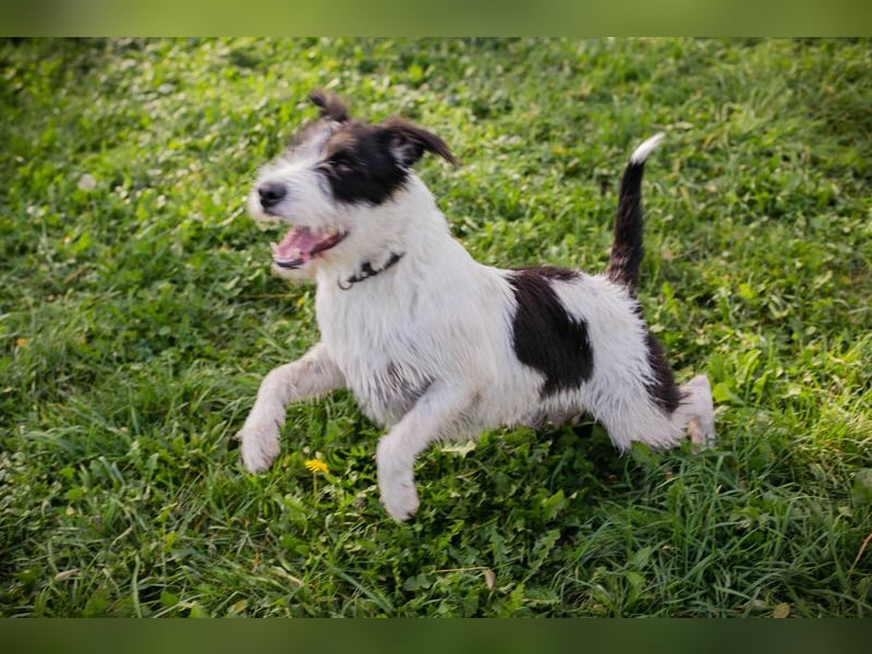 Chip 214352: sucht ein Zuhause