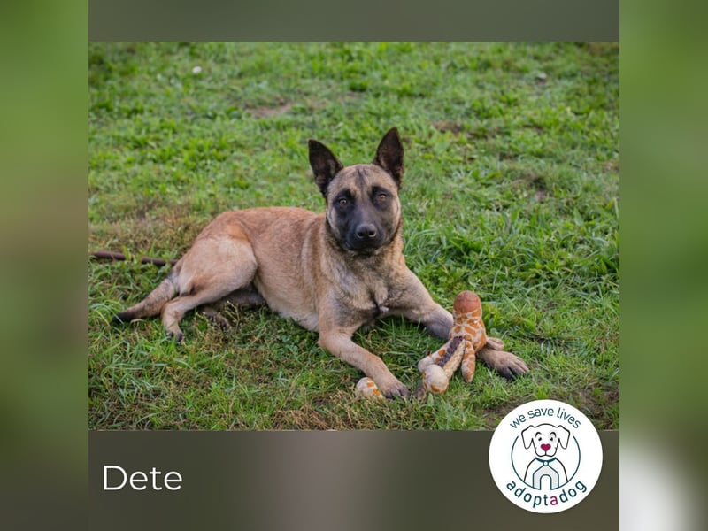 Dete: Sucht ein Zuhause