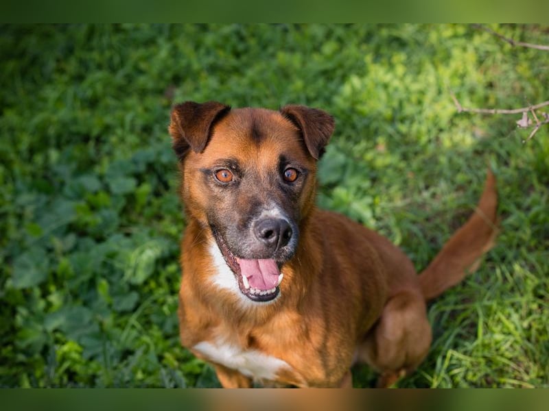 Abbi: sucht ein Zuhause