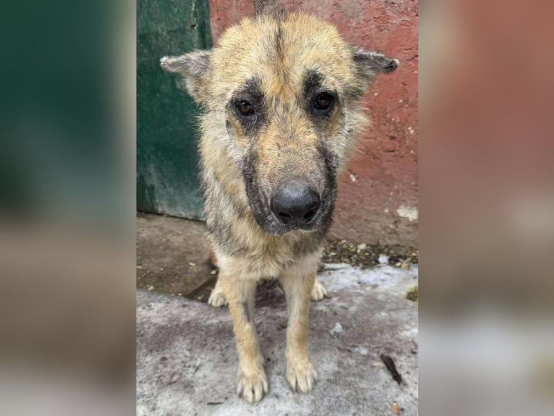 Iris sucht ein Zuhause