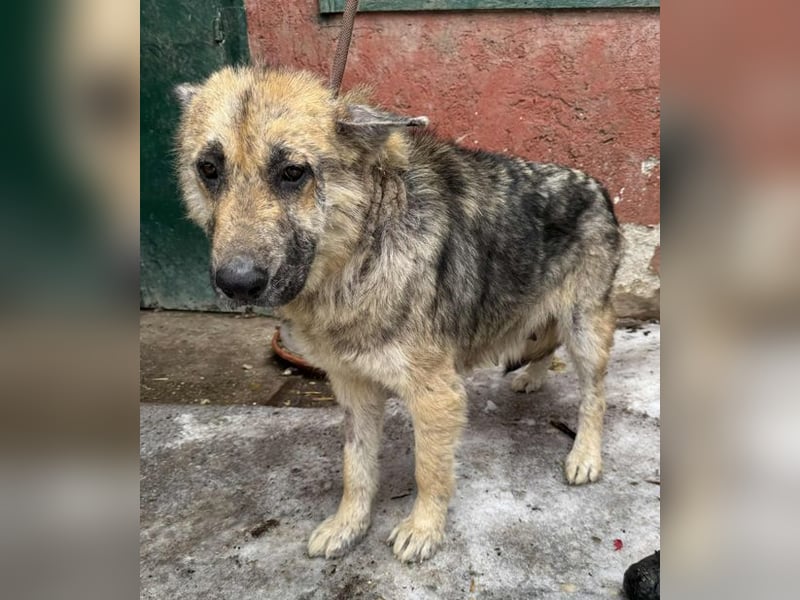 Iris sucht ein Zuhause