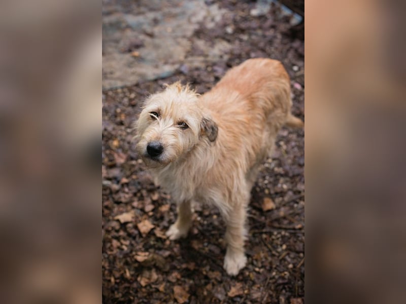 Maya sucht ein Zuhause