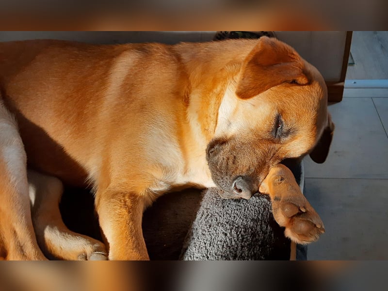 Balou: Lieber Tollpatsch