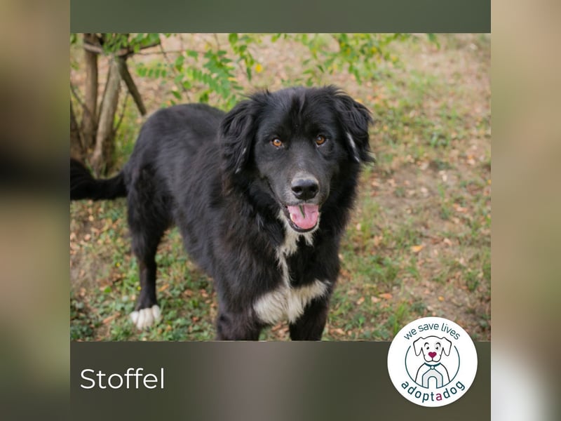 Stoffel: Sucht ein Zuhause