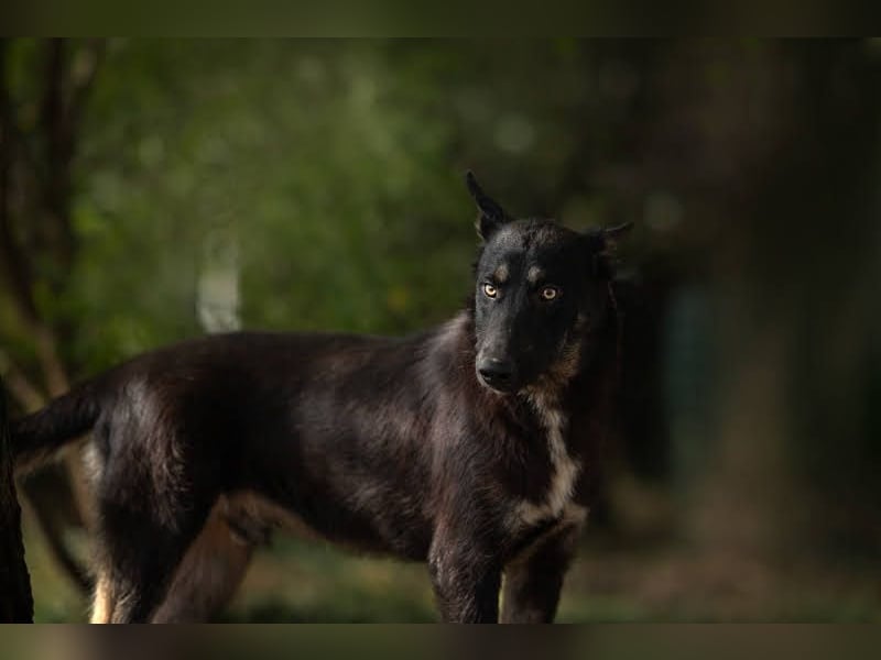 Yondu: Tapferer Schatz