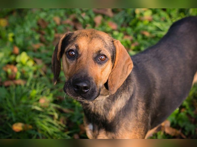 Milena: Sucht ein Zuhause