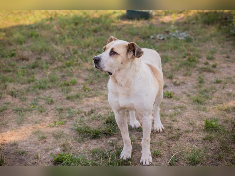 Ace: sanfter Riese sucht ein Zuhause