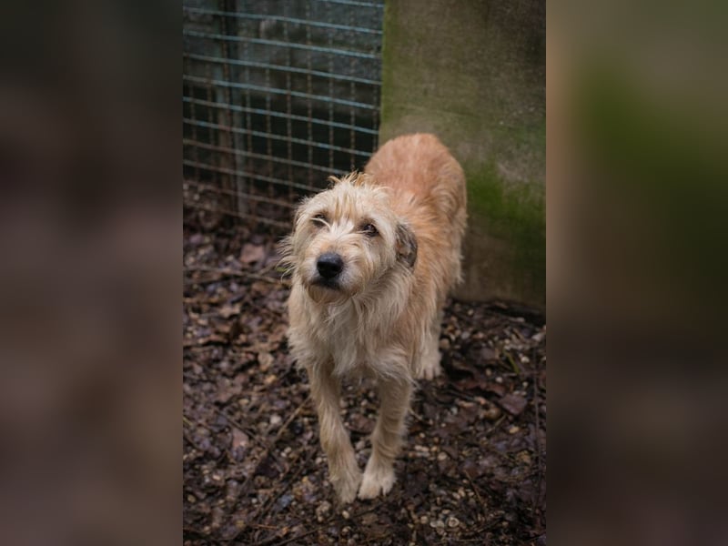 Maya sucht ein Zuhause