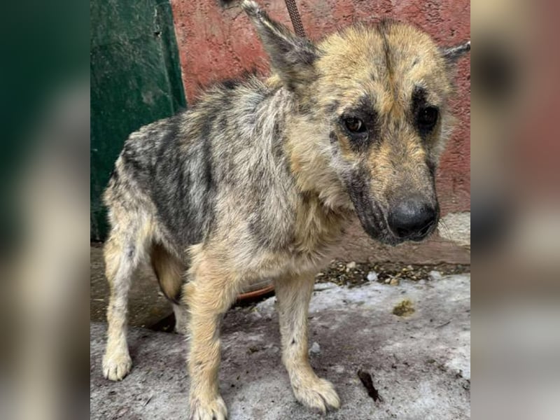 Iris sucht ein Zuhause