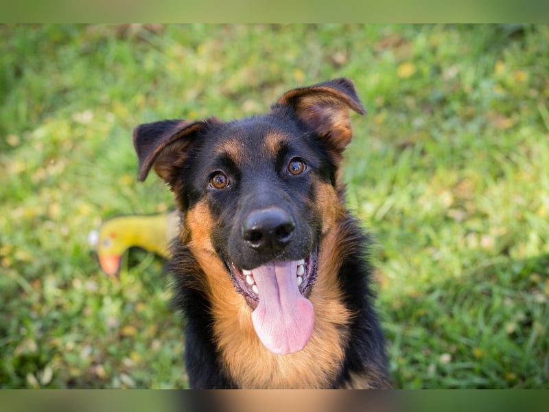 John-Boy: Junghund sucht ein Zuhause