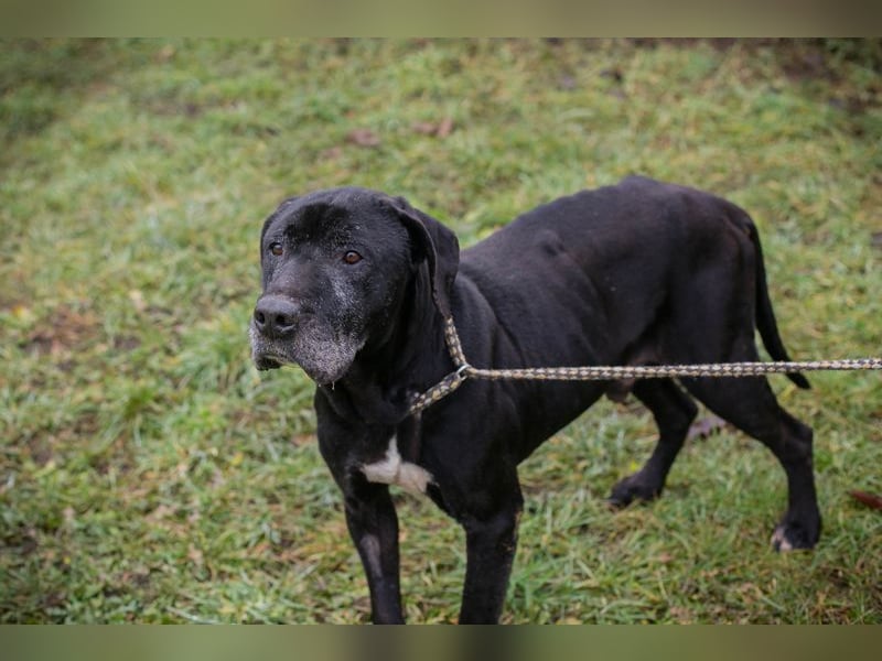 Kuno sucht ein Zuhause