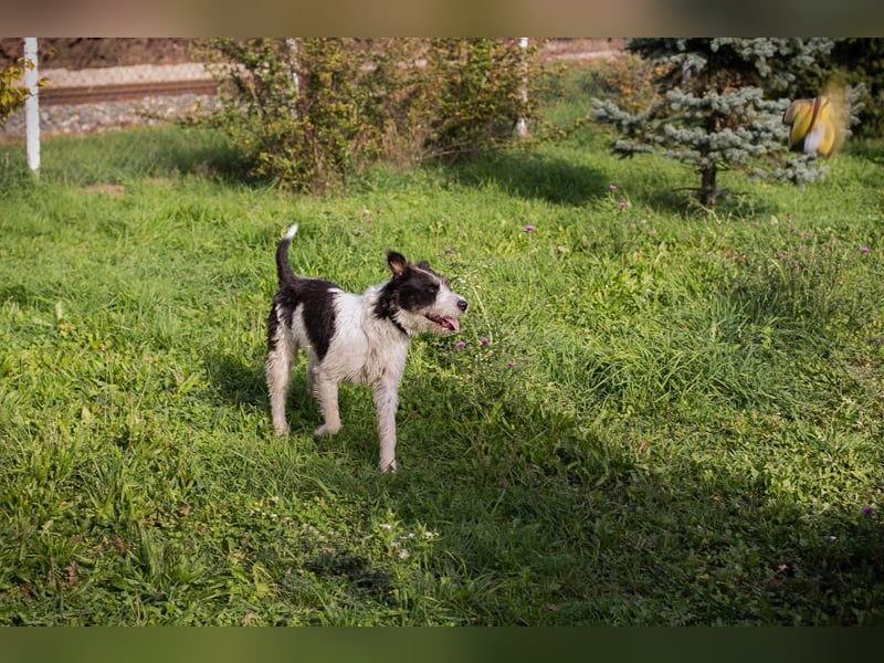 Chip 214352: sucht ein Zuhause