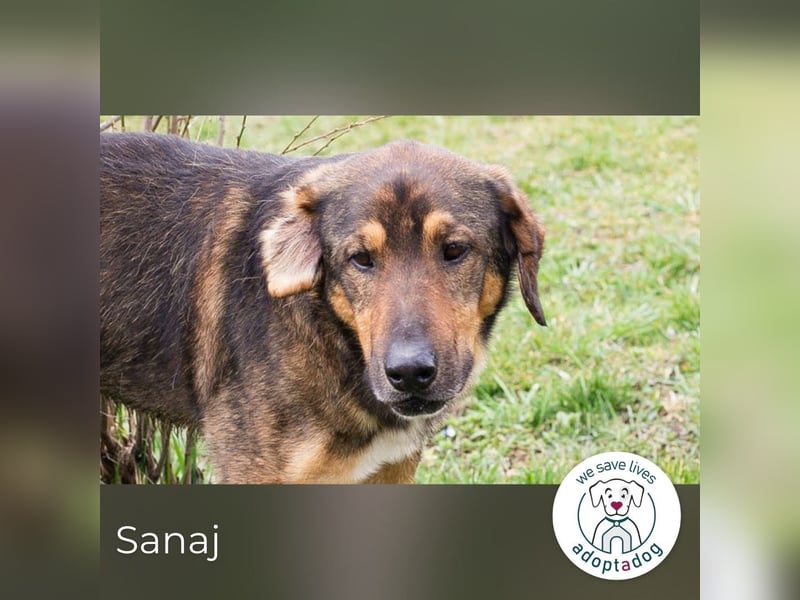 Sanaj: Alt, weise und voller Hoffnung