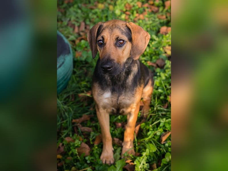 Milena: Sucht ein Zuhause