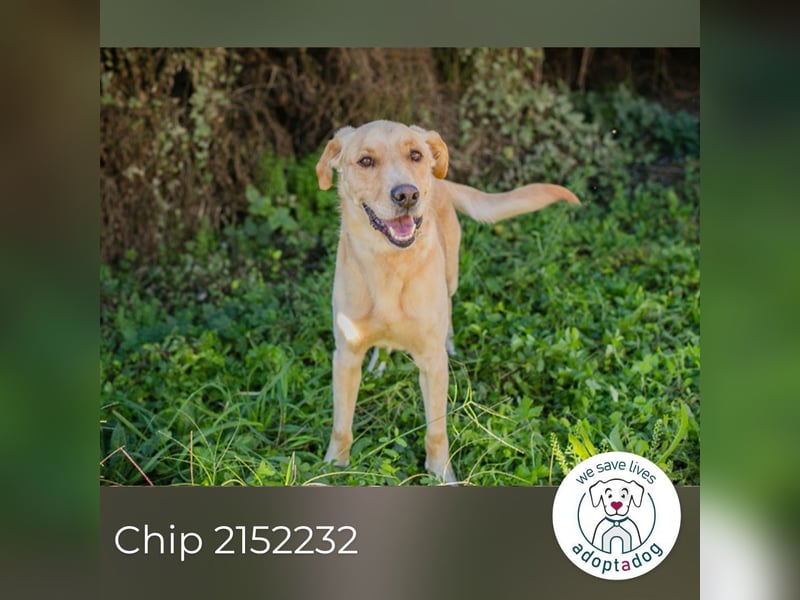 Chip 2152232: Sucht ein Zuhause