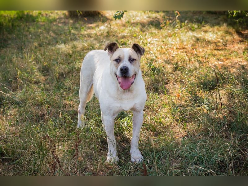 Ace: sanfter Riese sucht ein Zuhause