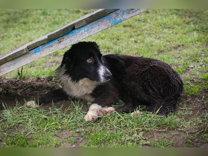 Indie sucht ein Zuhause