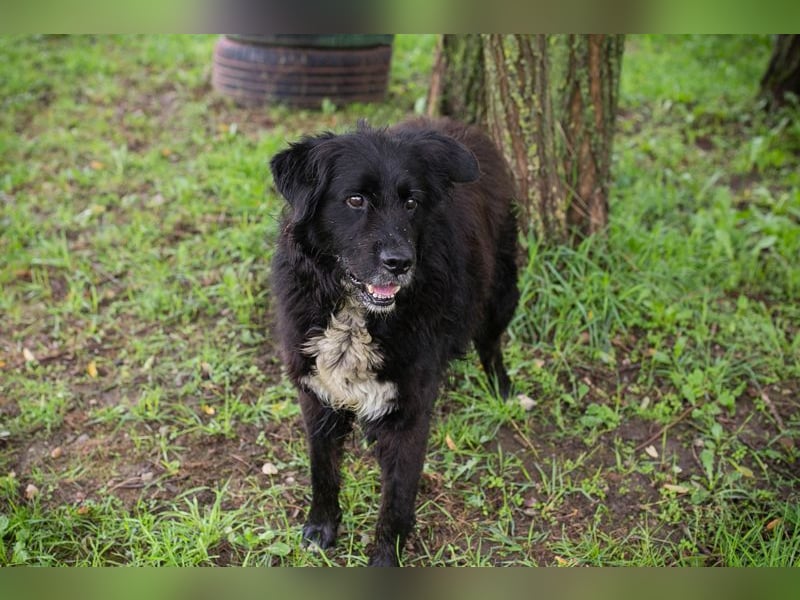 Solon: Tapferer Hundeopa