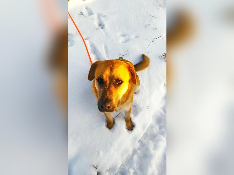 Balou: Lieber Tollpatsch