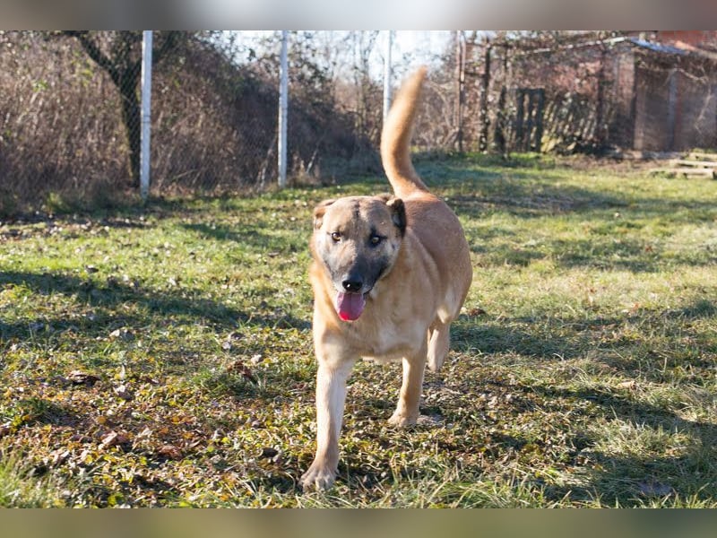 Bofur: sucht sein neues Zuhause