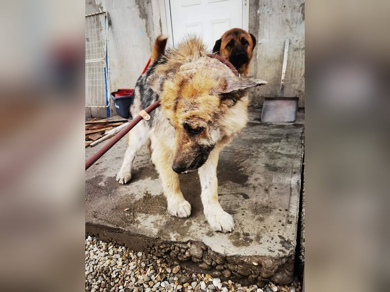 Iris sucht ein Zuhause