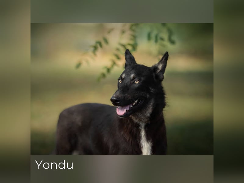 Yondu: Tapferer Schatz